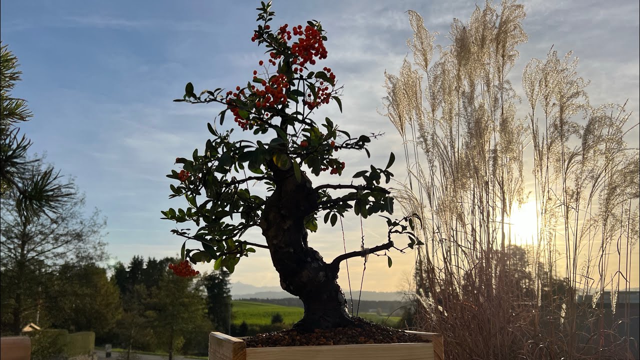 🇪🇸 Nuevos Arboles llegan al jardin: trabajos en Pyracantha coccinea (Espinos de fuego)