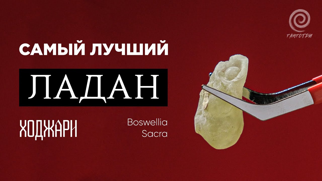 Самый лучший ЛАДАН - Boswellia Sacra