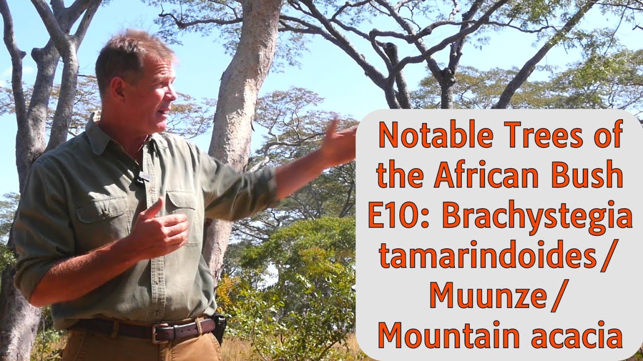 Notable Trees of the African Bush E10: Brachystegia tamarindoides/ Muunze/ Mountain Acacia