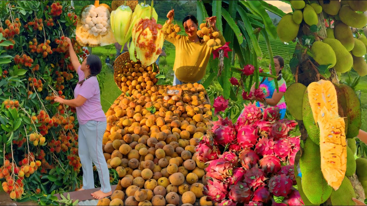 Nature's Sweet Blessings: Harvesting Different Kinds of Fruits | DragonFruit,Avocados, & Many More
