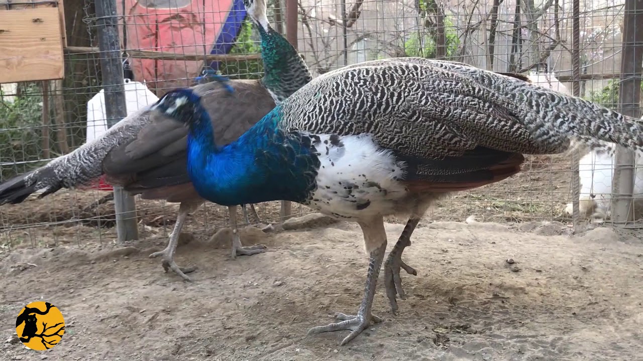 Avicoli Ornamentali - Fagiani Pavoni Anatre Mandarine Brahma HD