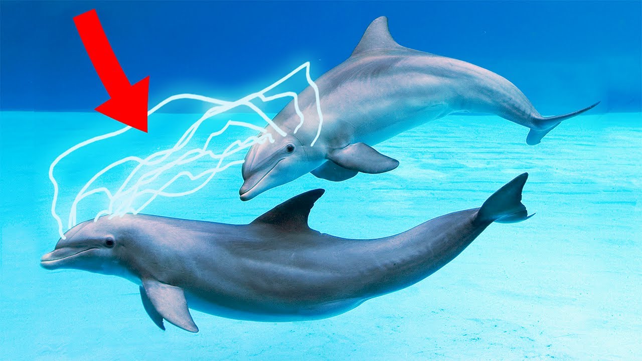 10 Animals That Are Way SMARTER Than Humans