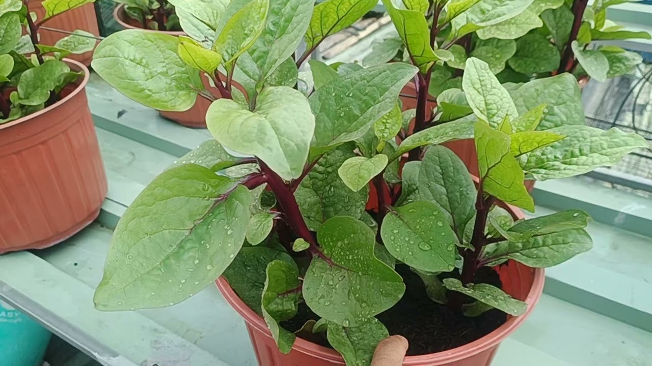 Mồng tơi tím trồng chậu...