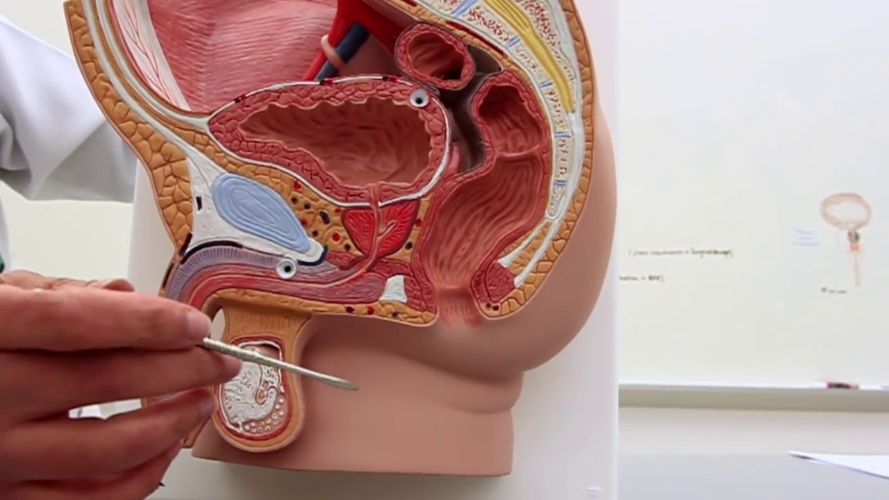 Position of the Bladder