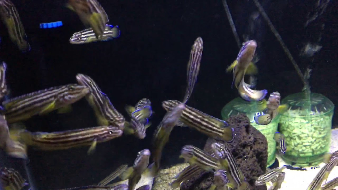 Wild Julidochromis Regani