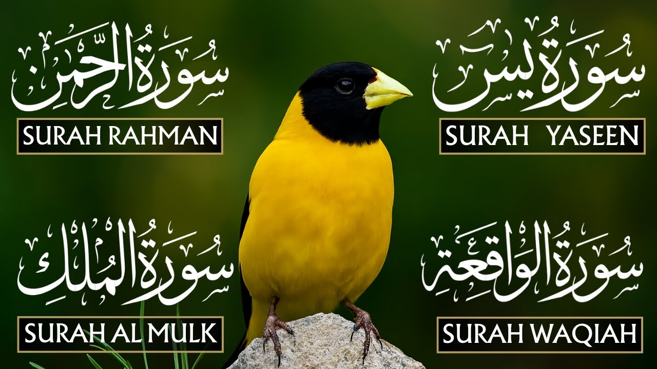 Magical Recitation Surah Yaseen (Yasin) | Surah Rahman | Surah Waqiah | Surah Mulk | Heart Of Noor