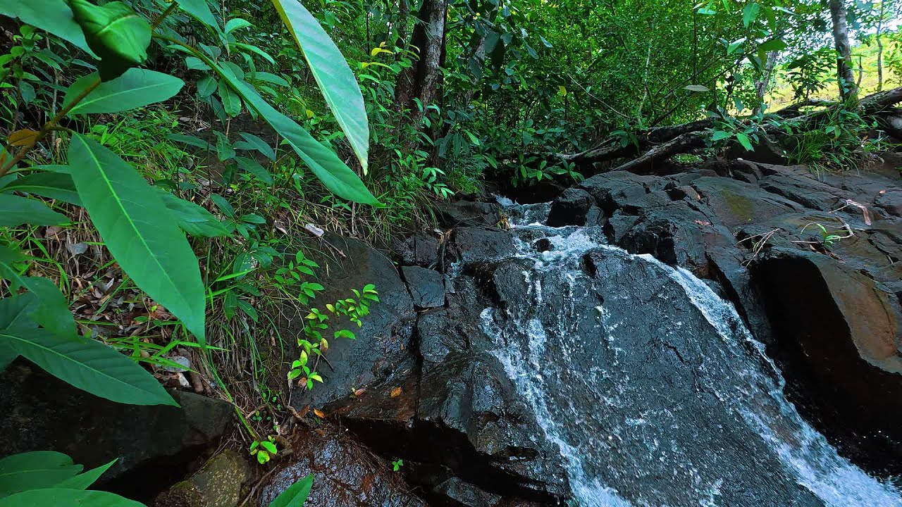 Peaceful Forest Stream Sounds with Birds 🐦 | Relaxing Nature Ambience