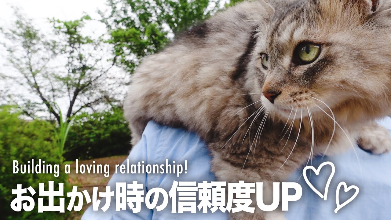 猫と旅行やドライブお出かけで最も大切で意外なこと/How to build a loving relationship while going out with Cat HAL