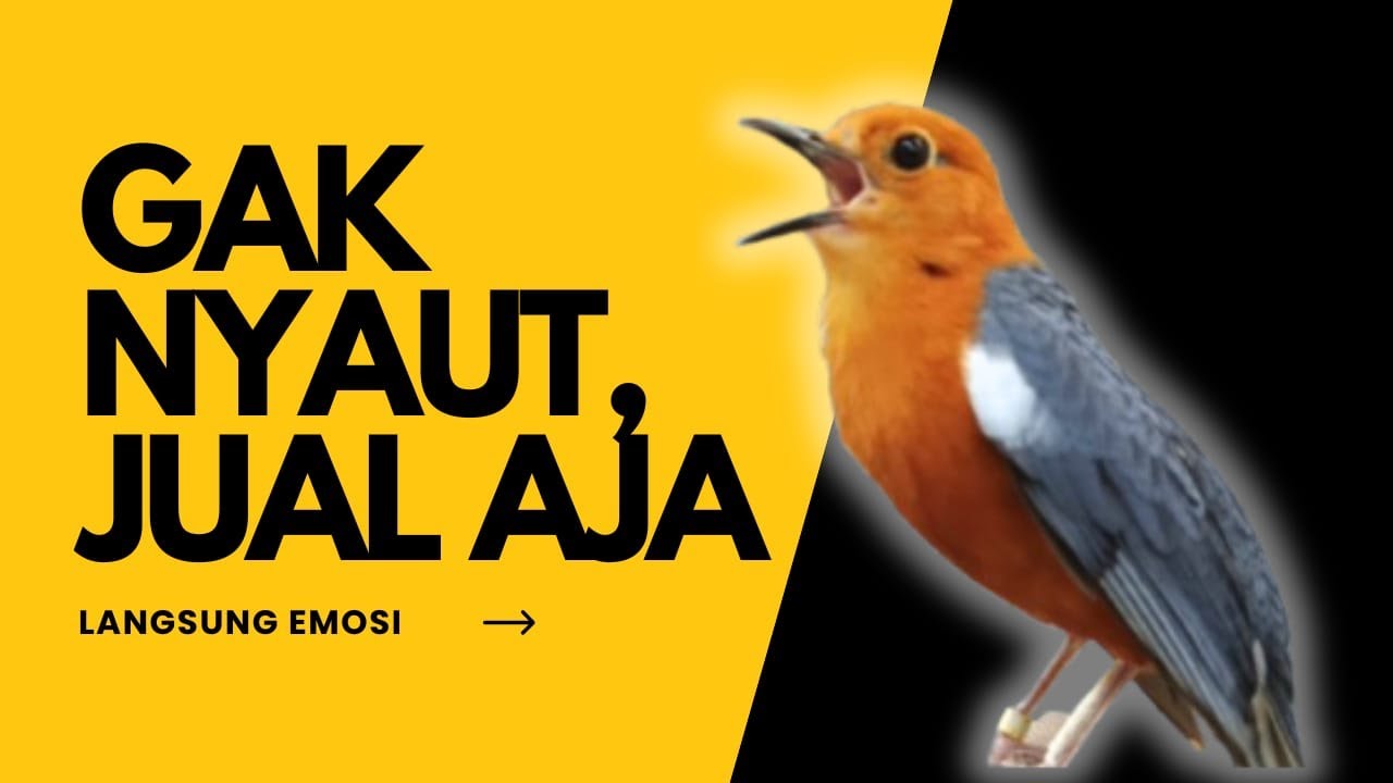 LANGSUNG NYAUT 10000 % ‼️ ANIS MERAH MACET BUNYI JIKA DENGAR SUARA INI PASTI NYAUT LANJUT GACOR | 61