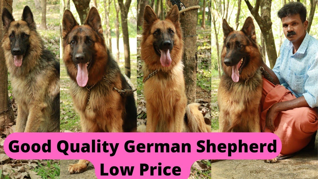 German Shepherd Sale Low Price from 8000|All India Delivery|German Shepherd Puppy Sale|Dog Sale