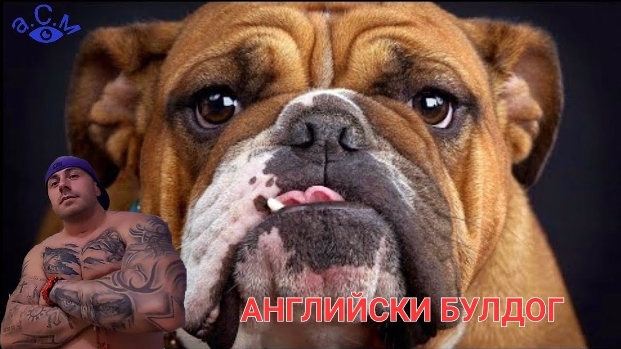 АНГЛИЙСКИ БУЛДОГ - ЛЮБОПИТНИ ФАКТИ И ПОВЕДЕНИЕ    а.С.м