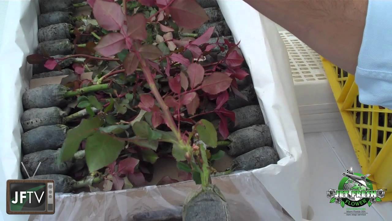 JFTV Presents: How Breeders Sell and Ship New Rose Plants
