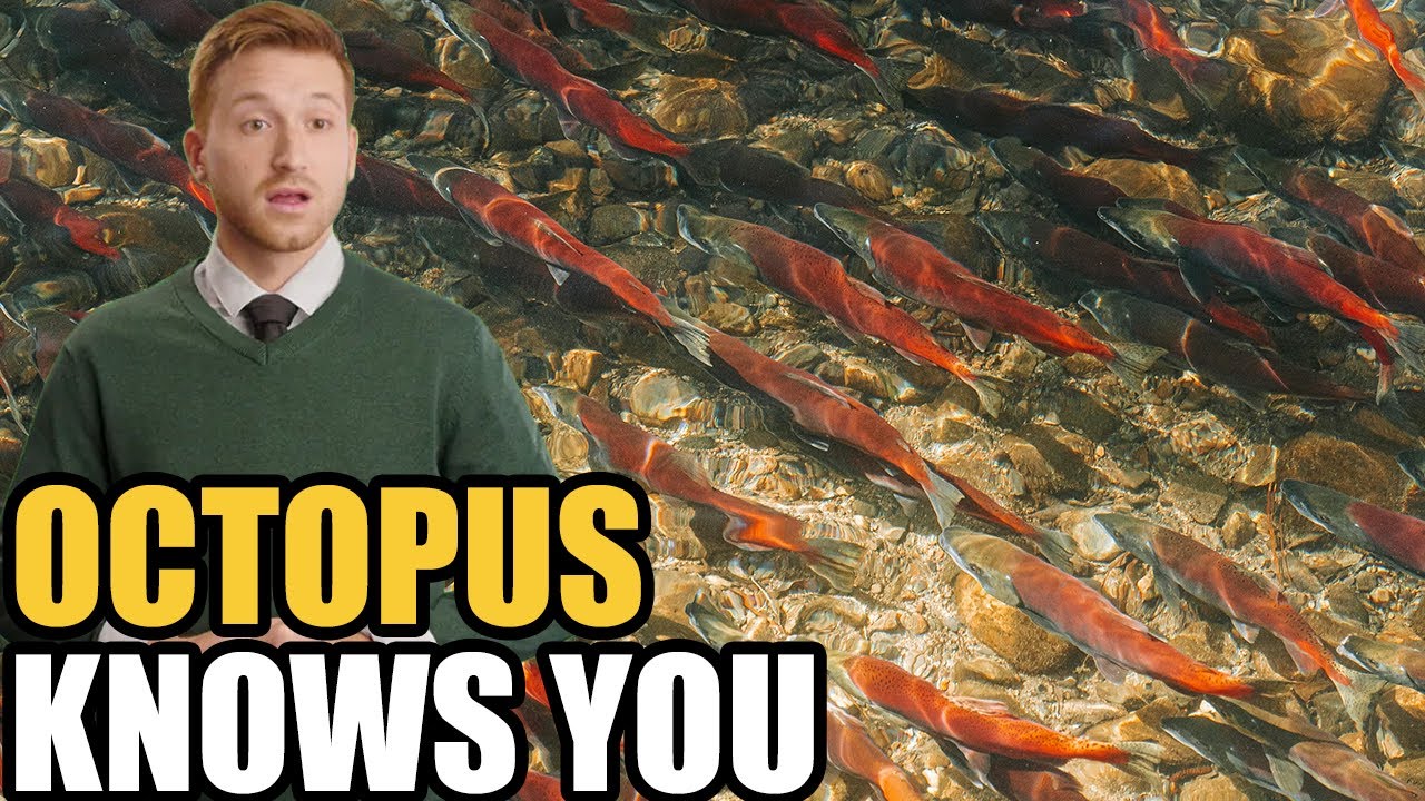 Octopuses Can Recognize You—The Lab Footage That Proves It