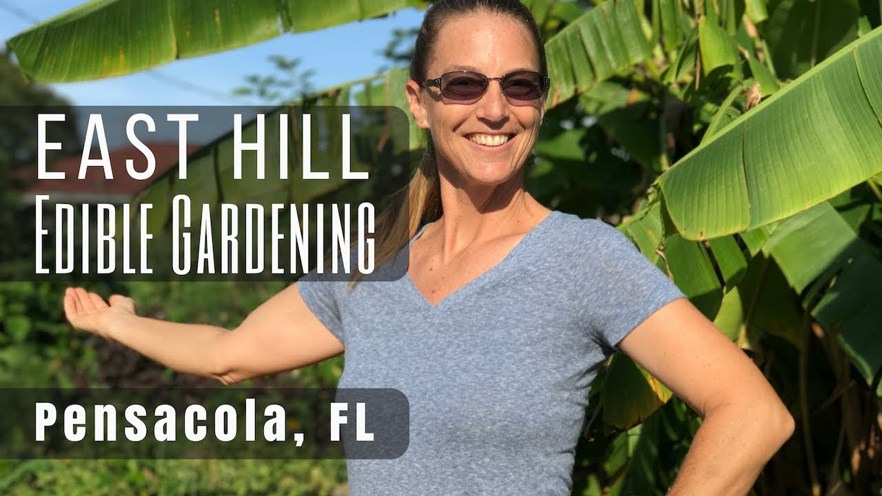 Front Yard Food Forest Tour in Pensacola