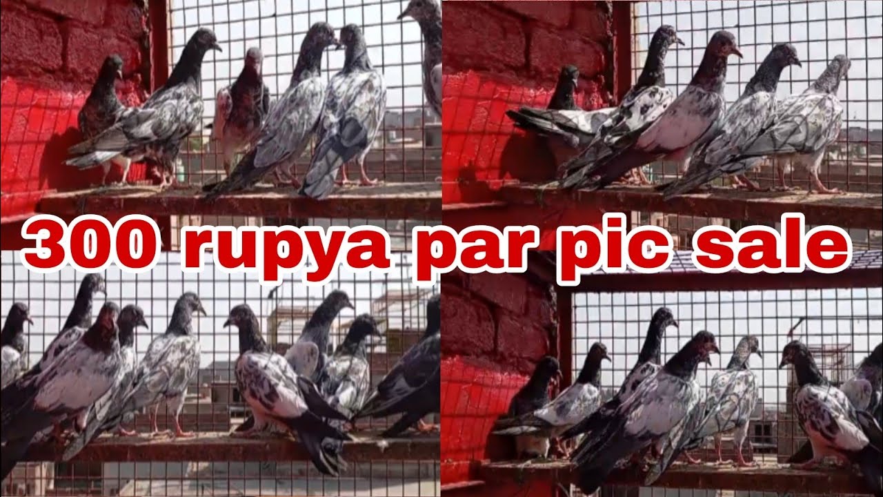 300 rupya par pic sale Pyor teddy Golden pattha for sale all India delivery 🚛❣️🕊️