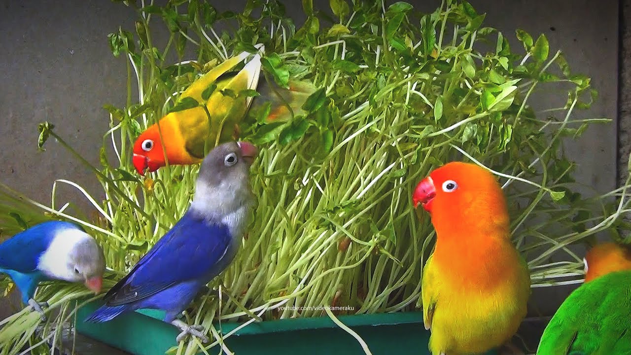 Lovebirds and Cowpea Grass 2: Fischer's and Personata
