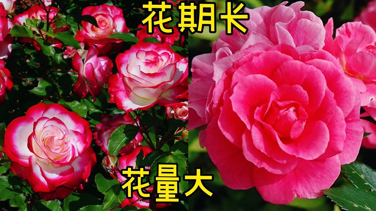 花期长，花量大，耐寒/耐热的玫瑰。Cherry Parfait Rose/ Morden Belle rose。【莎拉养花】