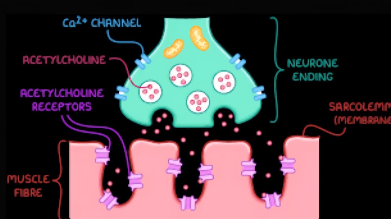 L1 : Neuromuscular Junction ❤️