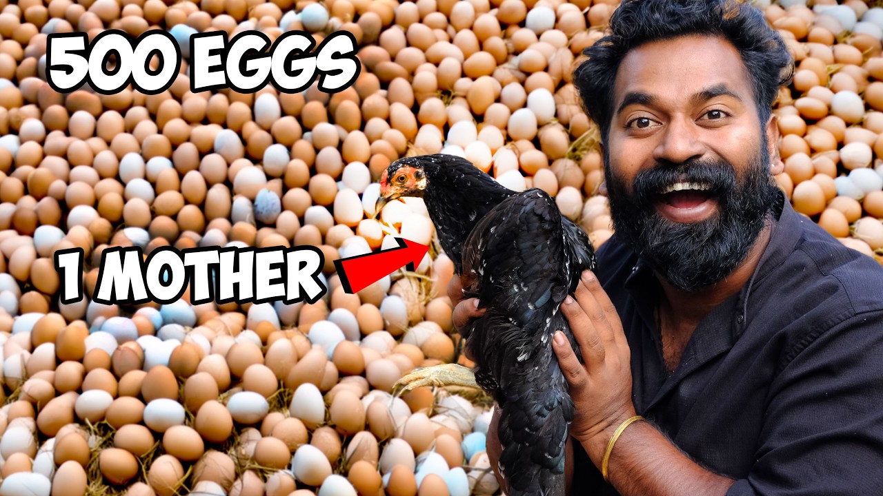 Hatching 500 Eggs For 1 Hen Mother | 500 മുട്ടക്ക് ഒരു തള്ളക്കോഴിനെ വെച്ചാലോ | M4 Tech |