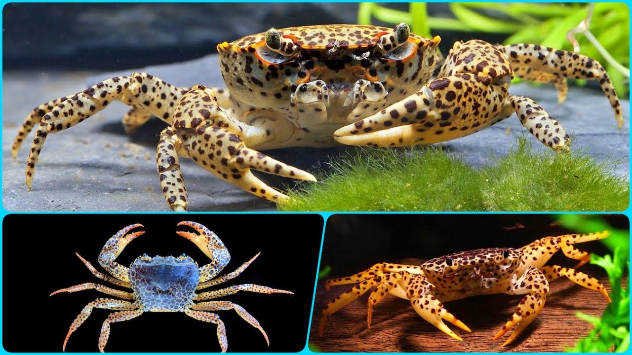 Аквариумный Леопардовый Краб Содержание Чем кормить и Совместимость