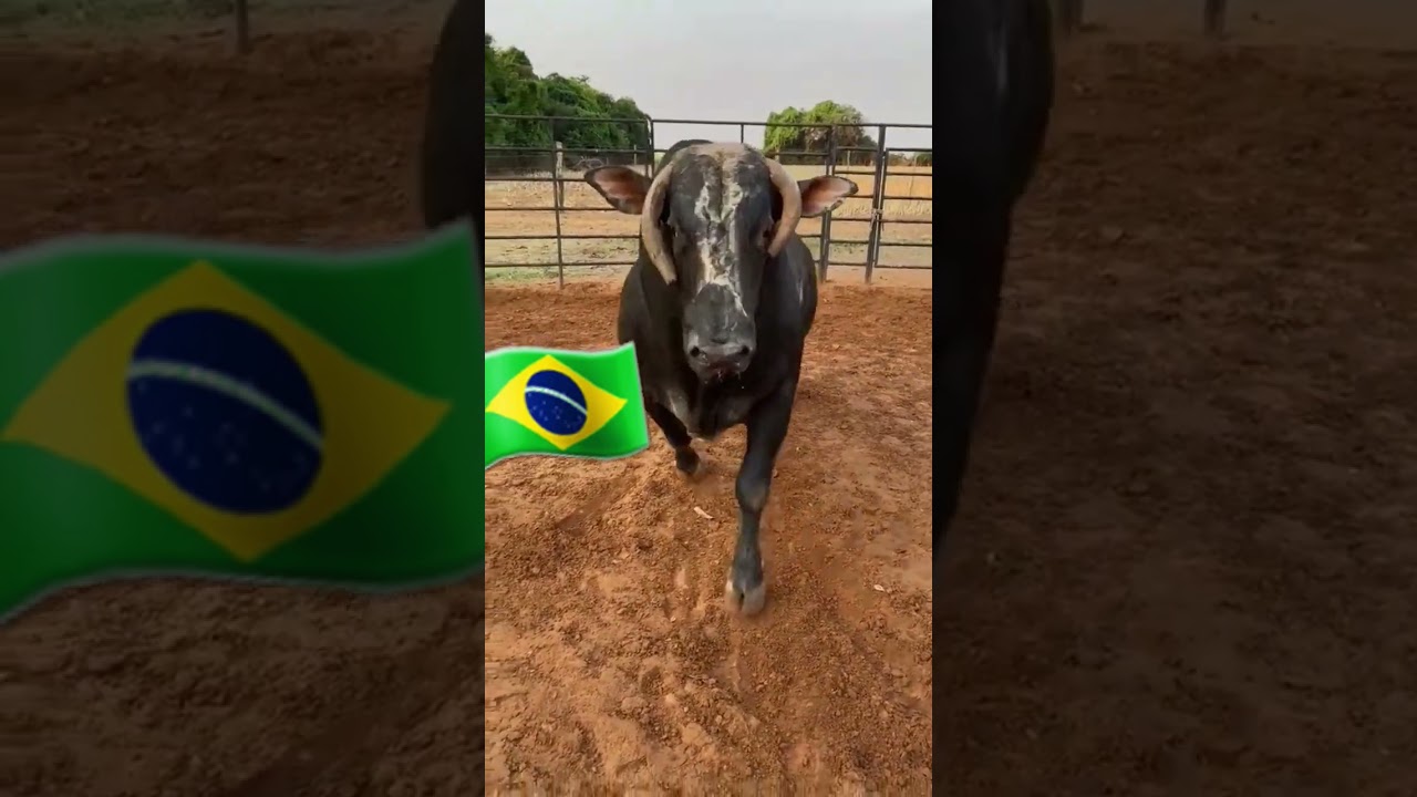 boi bravo demais #agro