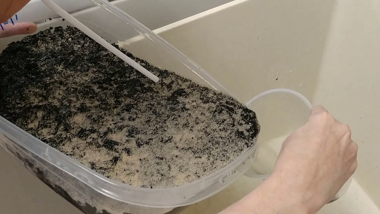 Gathering Collembola Springtails to Feed Dart Frogs: Straw Strategy