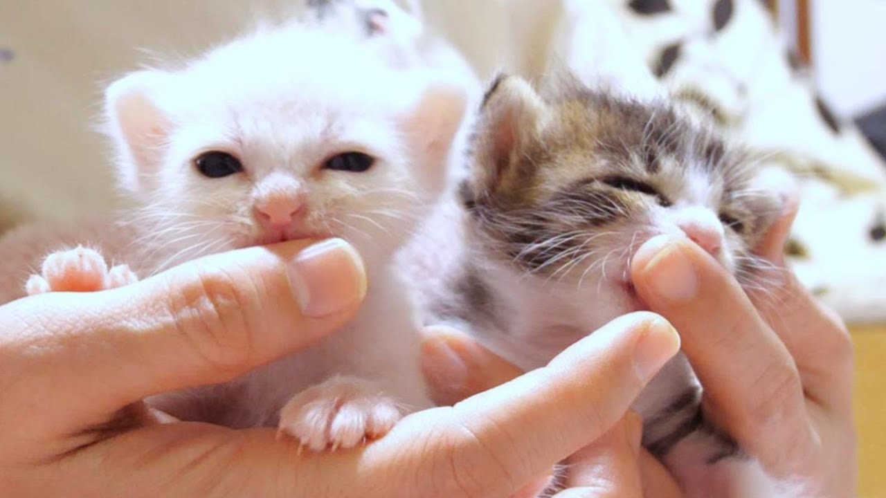 Este é um relatório sobre gatinhos [gatinhos/gatos protegidos].