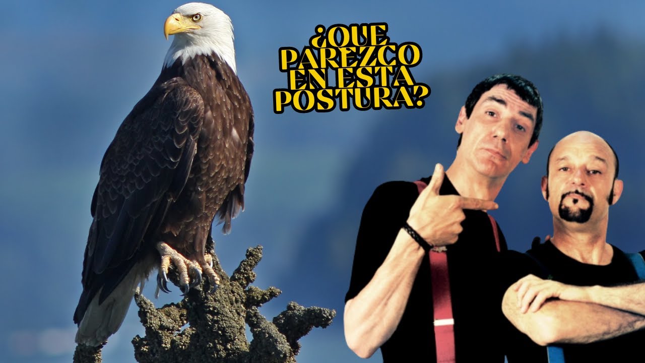 ⭐ FAEMINO y CANSADO【 que parezco en esta postura 🦅 】#humor