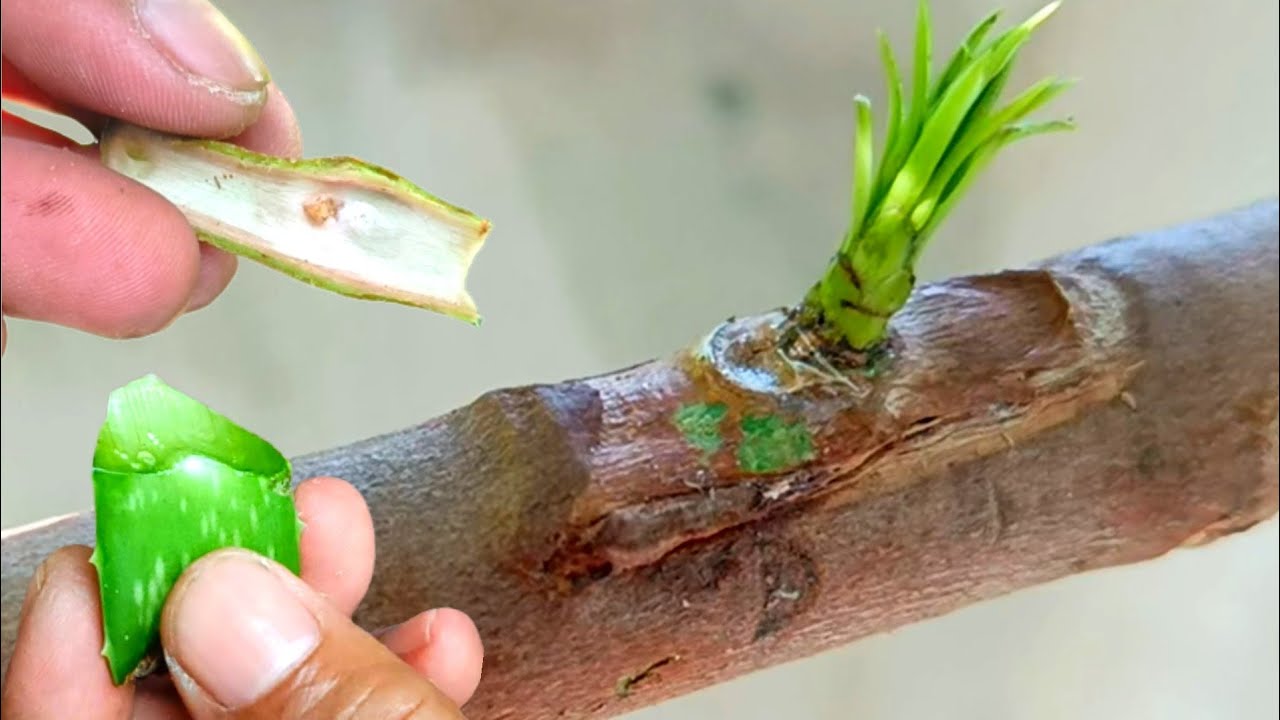 Bud Grafting On Guava Bol Tree | The Most Powerful Hormone For Guava Tree Grafting