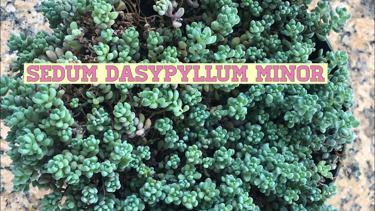 How to Propagate Sedum Dasyphyllum Minor l Succulent Propagation