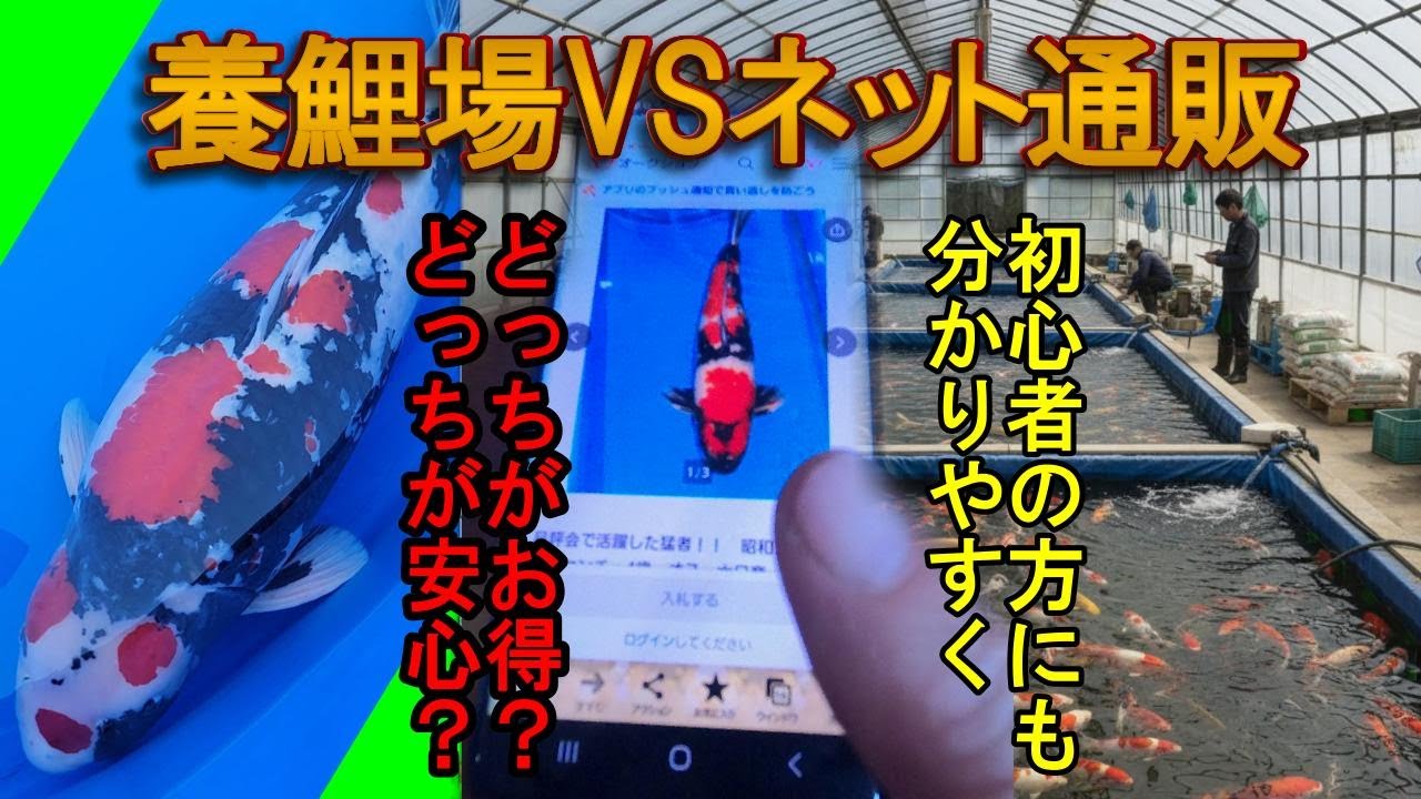 錦鯉はどこで買うべき？【養鯉場（現地）】VS【ネット通販】徹底比較！