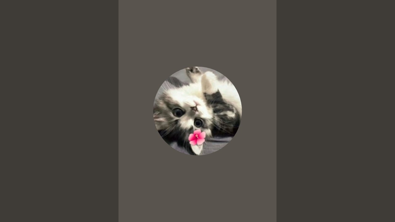KitKat_THEcat 🎀 nadaje na żywo