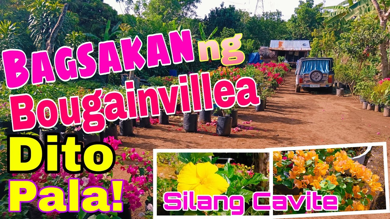 Silang Cavite Bagsakan Ng Bougainvillea (Rochelle's Garden) May Secret Pampabulaklak!#plants