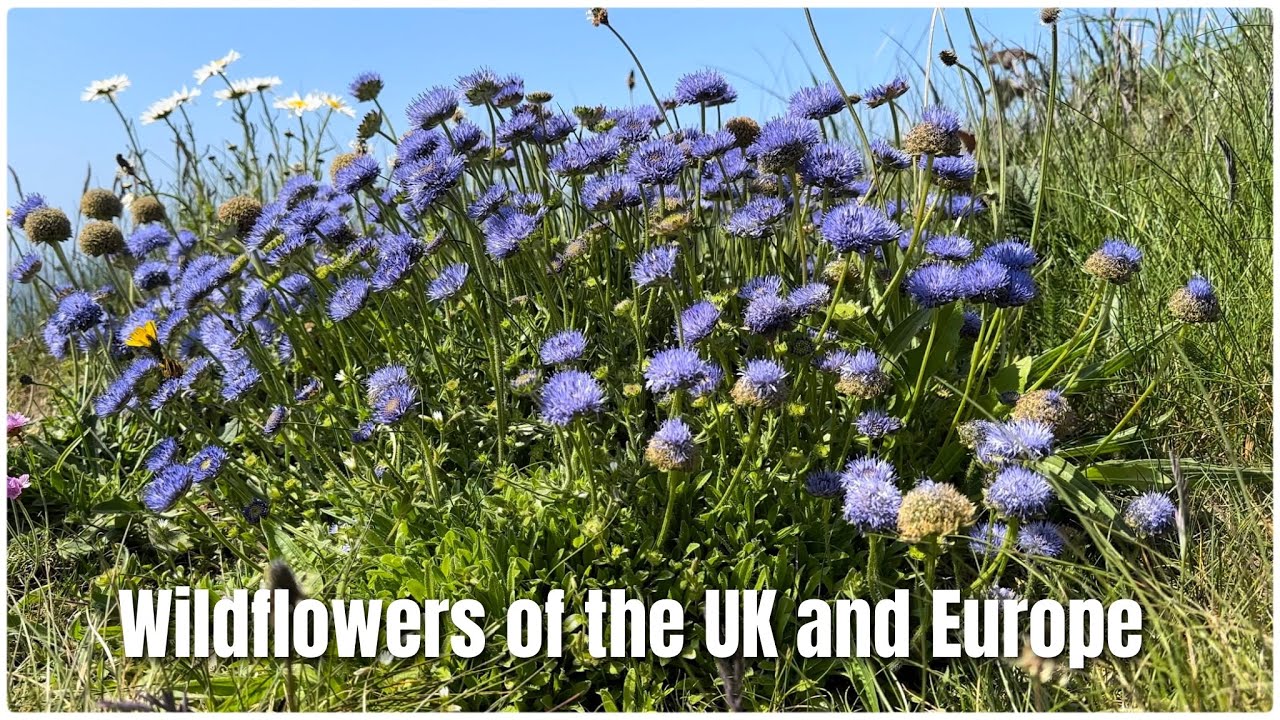 Wildflowers of the UK and Europe (Part 7)