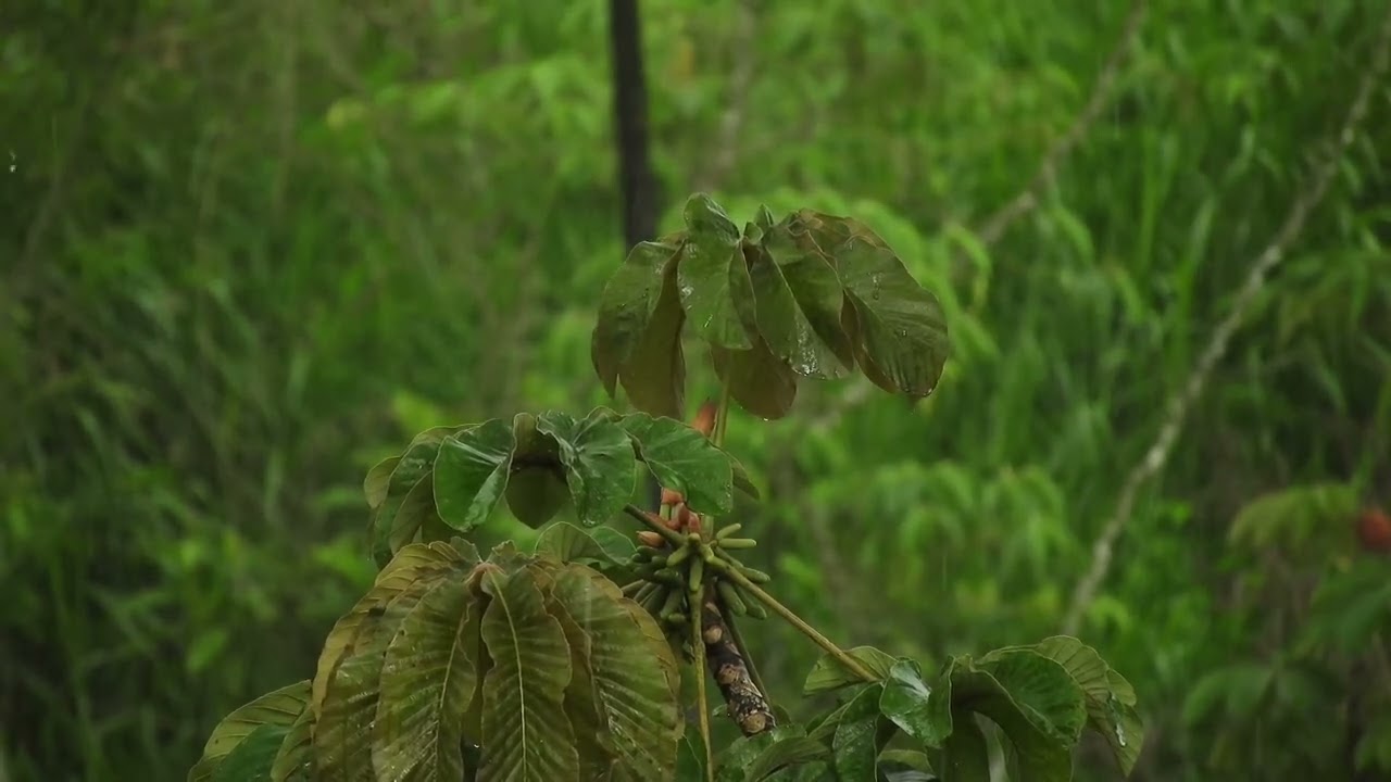 Artificial Rainforest Sound Design
