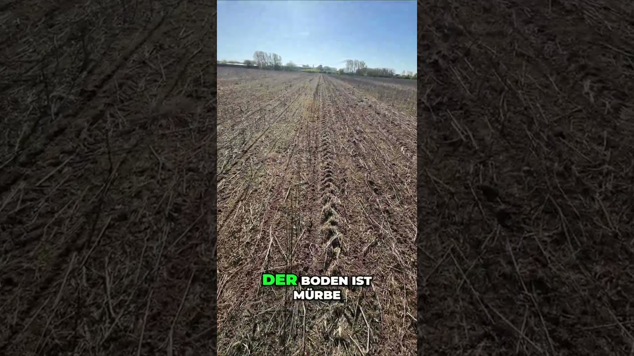 Direktsaat Mais #Fendt #Amazone #Precea