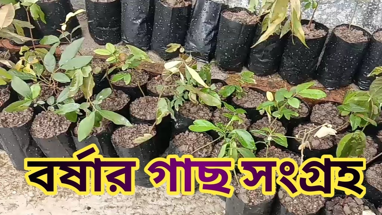 tree planting & hunting in monsoon