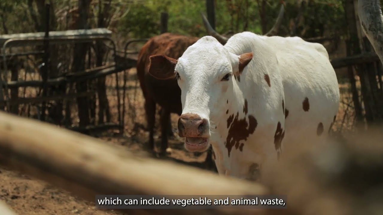 Advancing biogas in South Africa