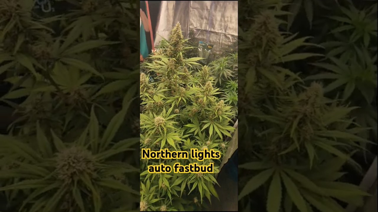 northern lights auto.#fastbud#shorts #shortvideo #autoflowe#marihuanalegal
