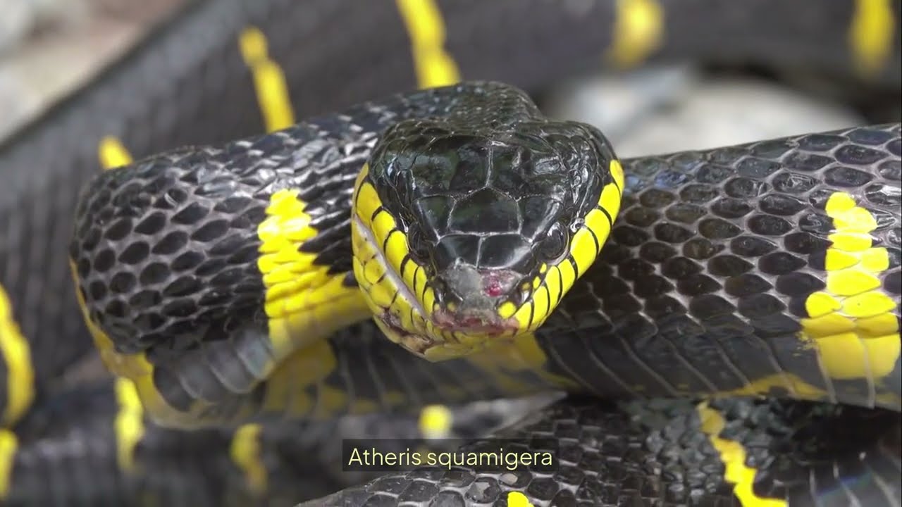 O Incrível Catálogo: 100 Tipos de Cobras Que Vão Mudar Sua Percepção Sobre Répteis!