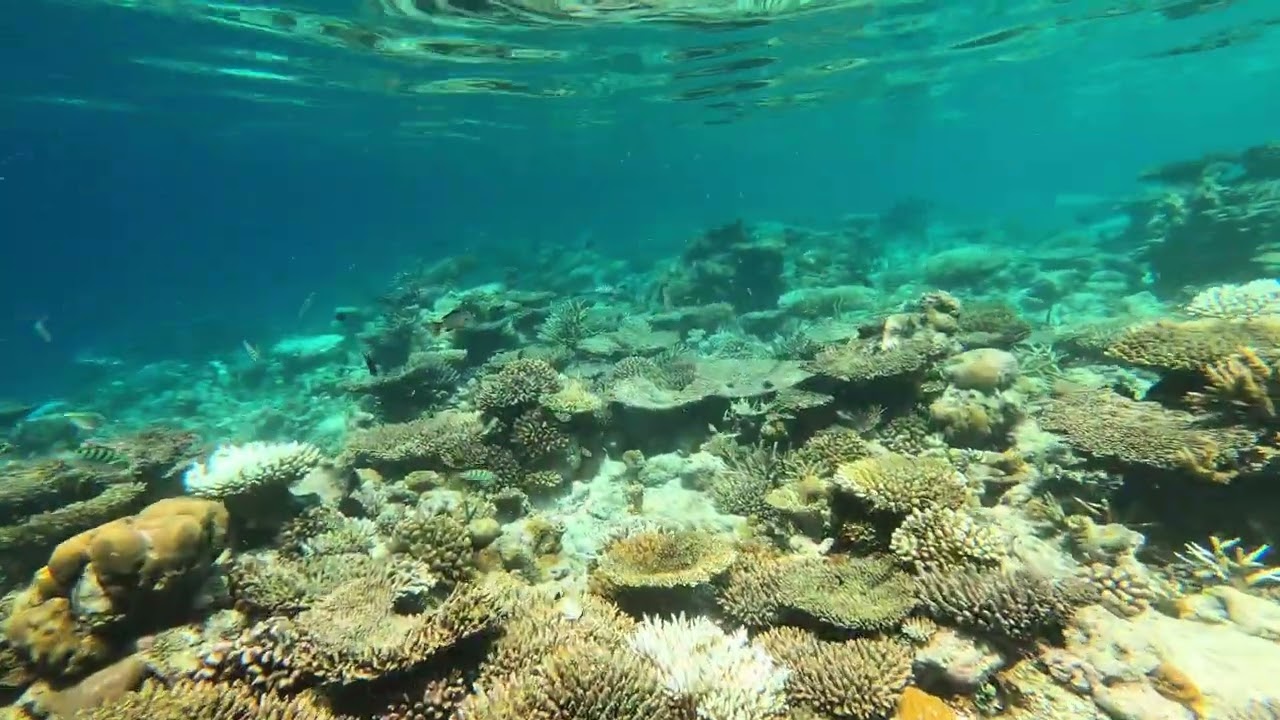 Kandolhu Maldives, House Reef Snorkeling, from Sunset Pavilion to Overwater Bungalow, 24.08.2024