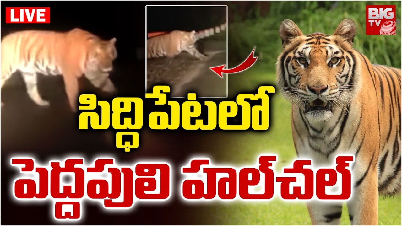 సిద్ధిపేటలో పెద్దపులి హల్&zwnj;చల్&zwnj; LIVE | Tiger Hulchal In Siddipet District | Telangana | BIG TV