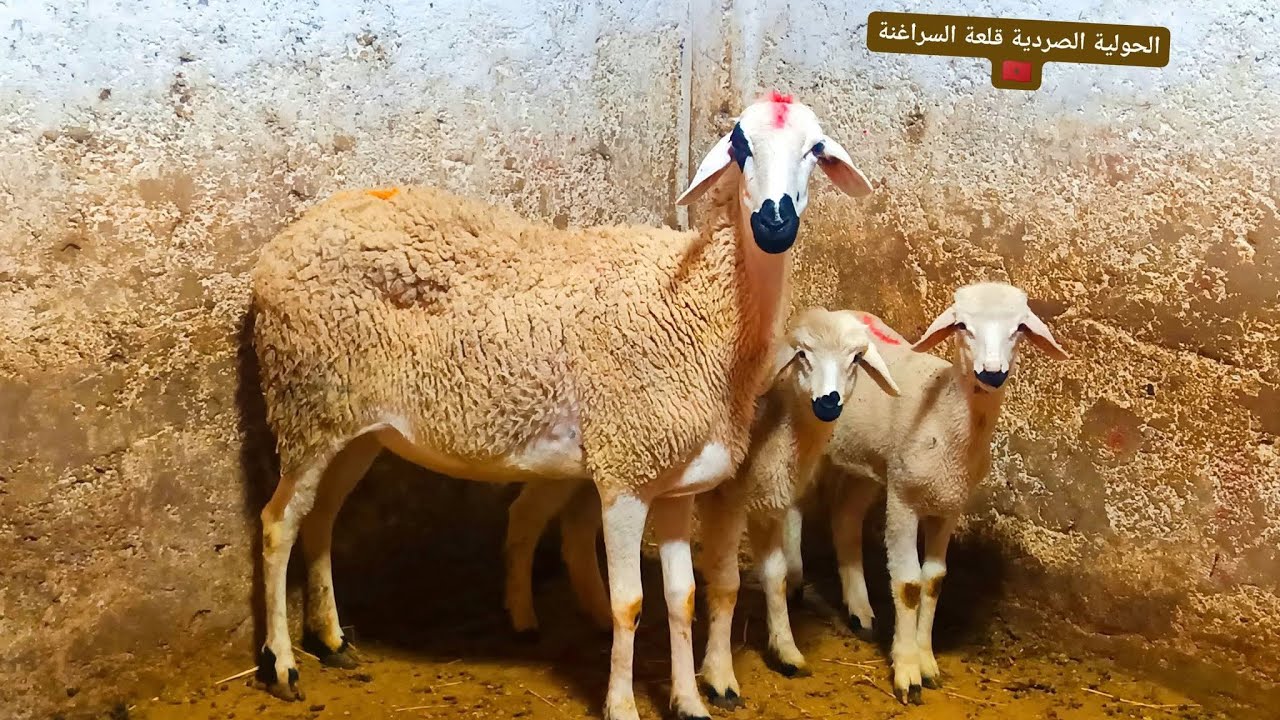 حولية شباب مثاومة 2 خروفات عشاقة للكسيبة ،زين و ݣدار #مرحبا 0708081947☎️🫰