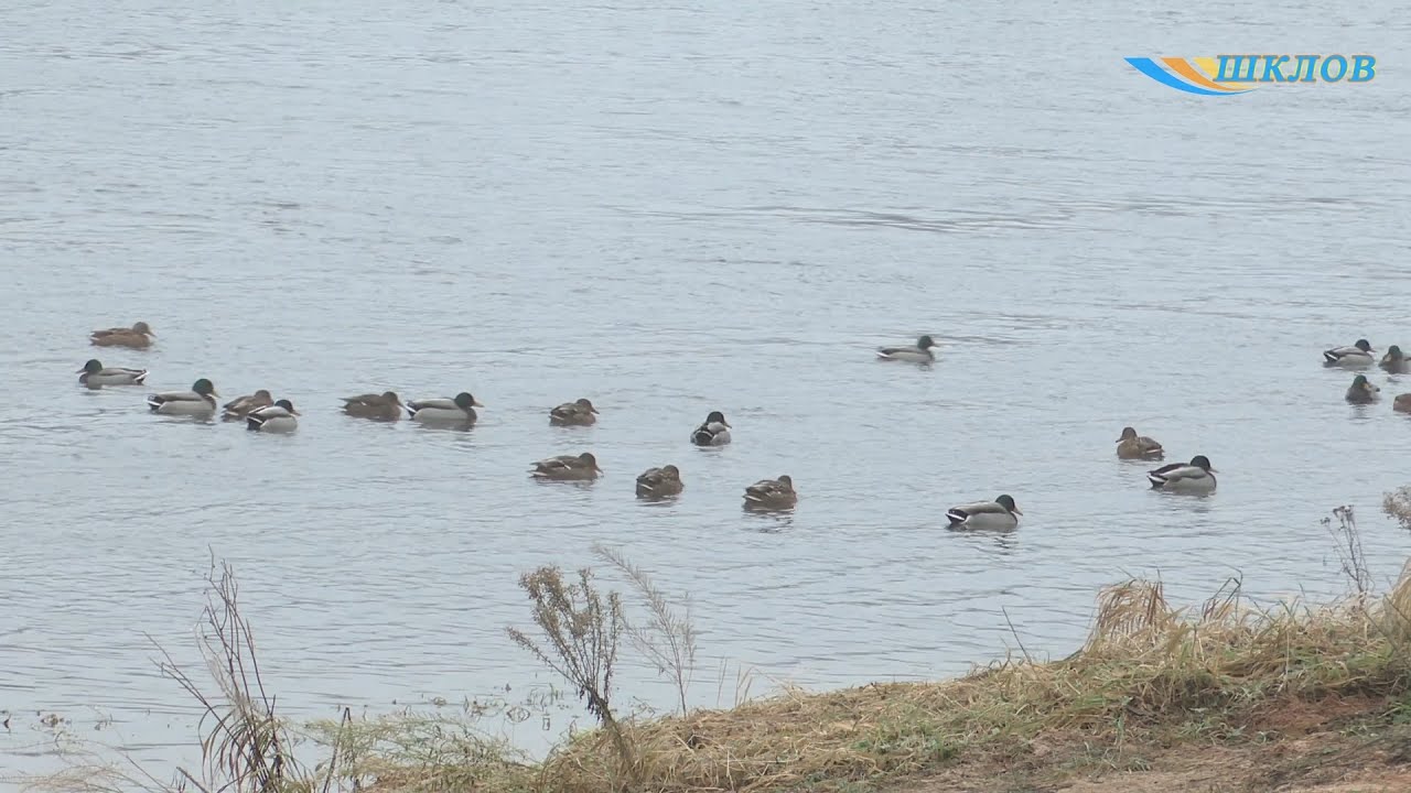 ОСВОД напоминает: соблюдайте правила безопасности на водоемах.