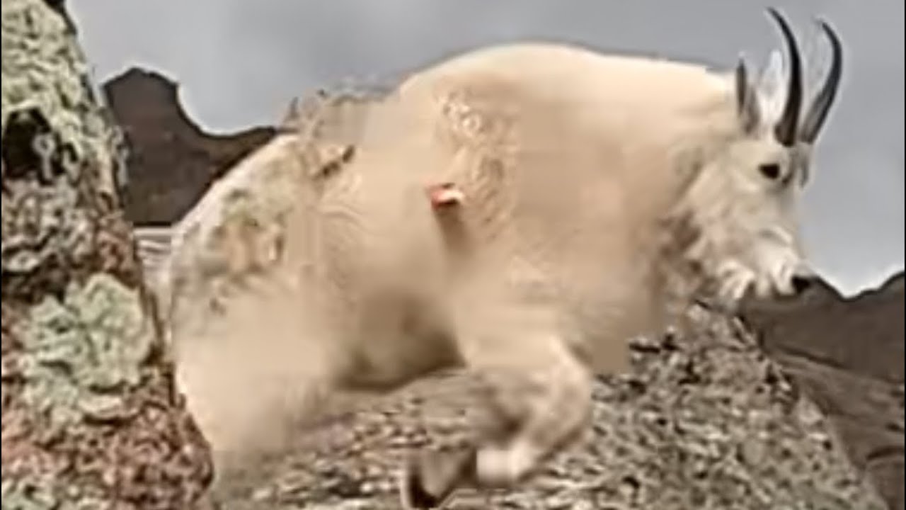 Mountain Goat Hunt with Traditional Archery Gear.   