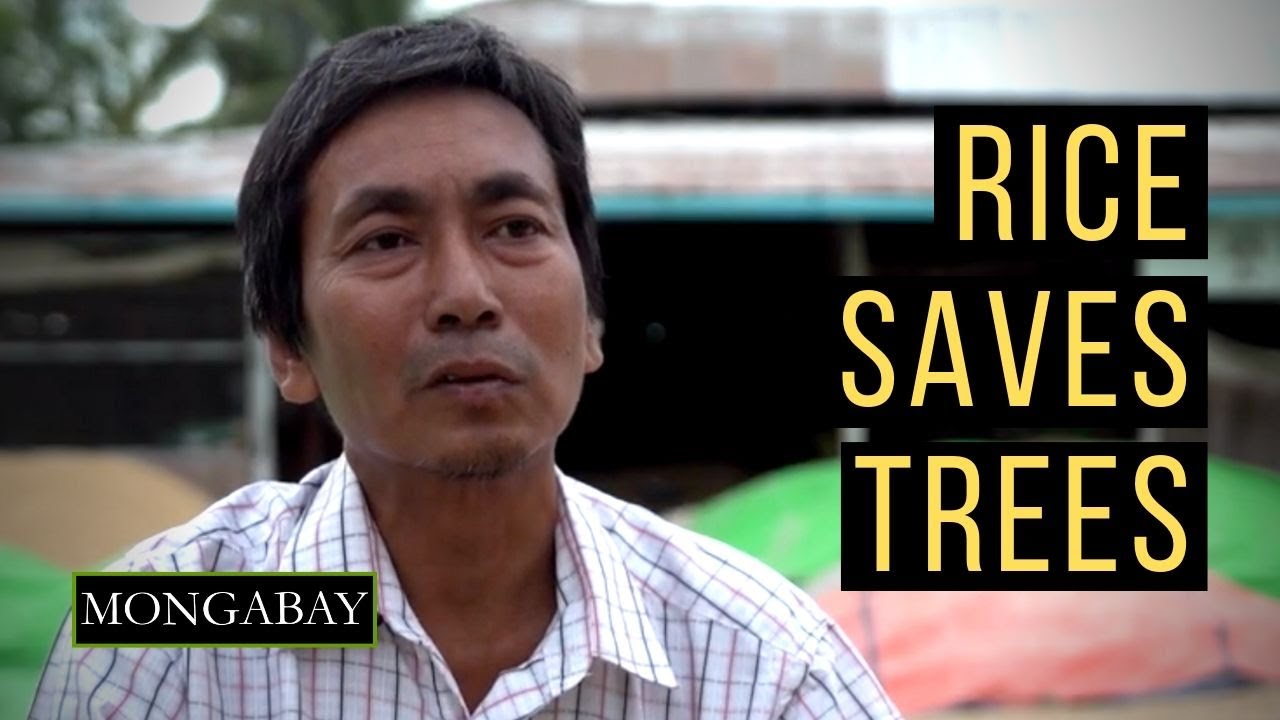 Re-using rice to save forests in Myanmar
