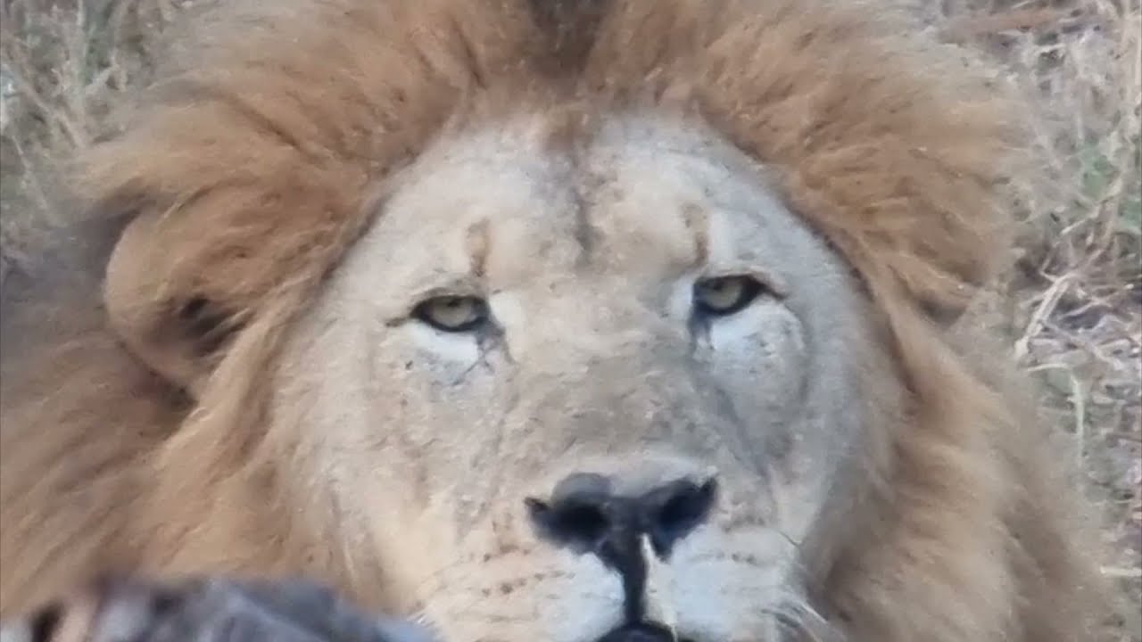 Big Cats interrupt our morning coffee! The full story of surprise lion encounter in Bhejane Camp.