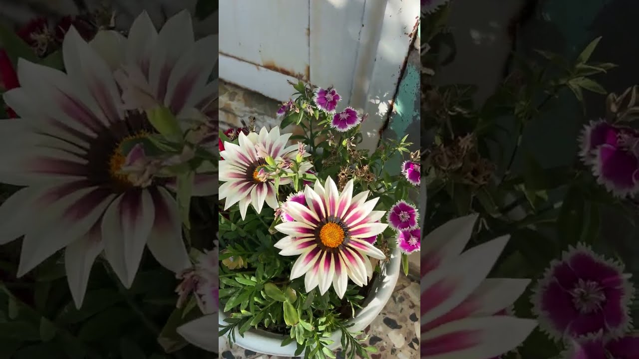 تزهير نبات الاقحوان وبعض النباتات الموسمية الي حصّلناه في حملة توزيع البذور الخريفية 
