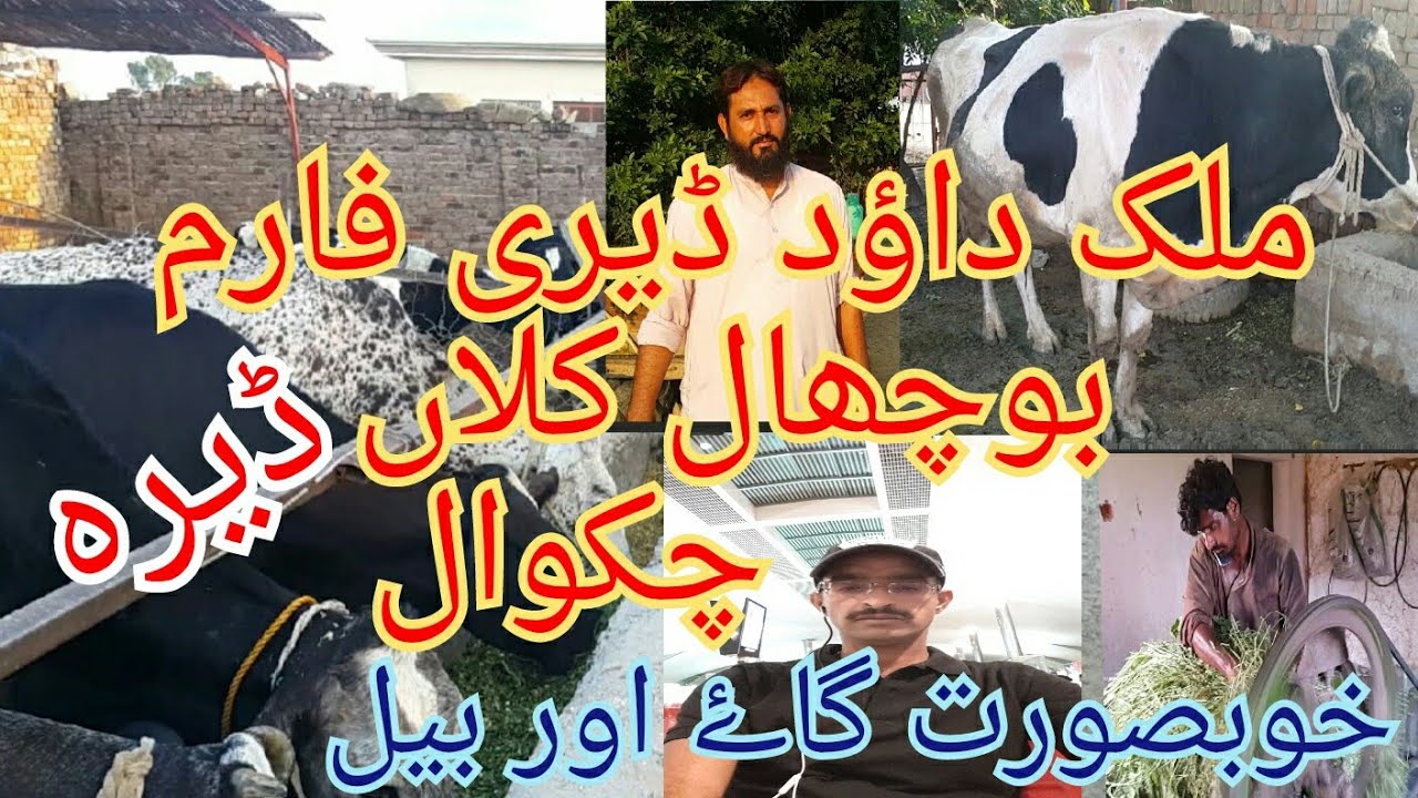 Cow dairy Farm Buchal kalan Chakwal Pakistan Malik Dawood #arfan awan tv सुंदर गाय