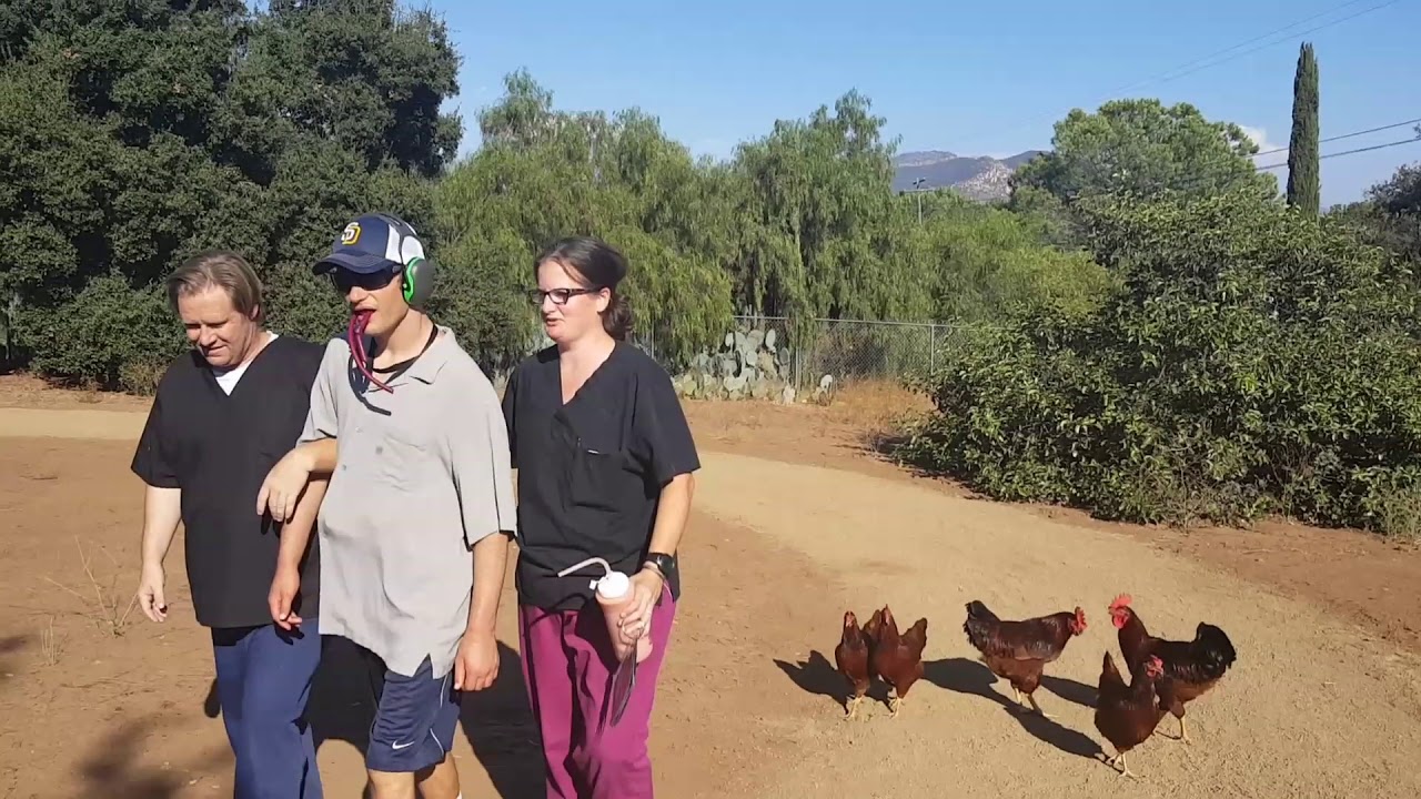 Chickens Flock to Autistic Adult